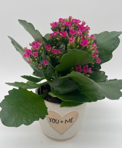 You and Me Blooming Plant