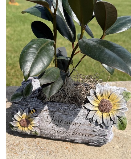 You are my sunshine planter  Green plant