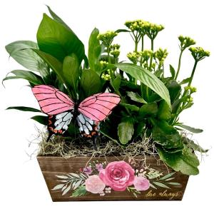 You Give Me Butterflies Valentines Special