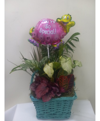 You're so special dish garden Plant