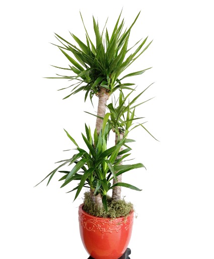 Yucca Cane Plant Plant