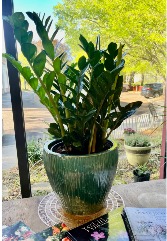 10" Z Z Plant Clean Air / Pet Friendly
