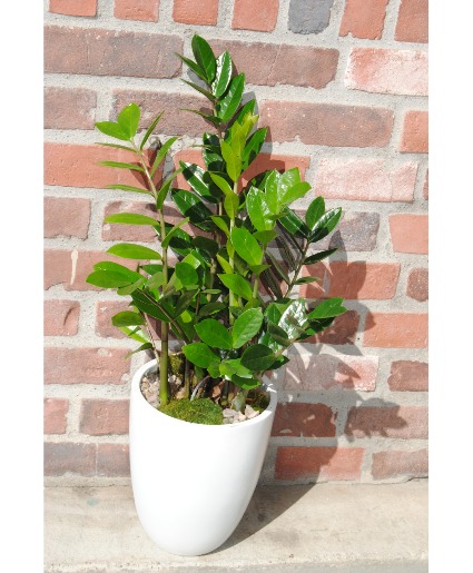 Zamia Plants Any Occasion