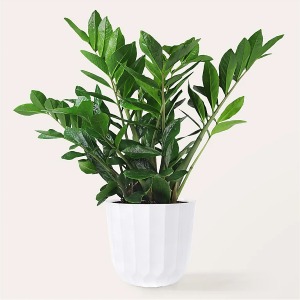 Zamioculcas Zamiifolia Table Plant