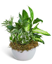 Zen Dish Garden Plant