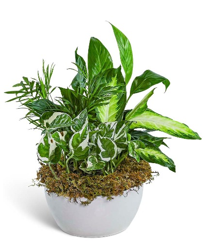 Zen Dish Garden Potted Plant
