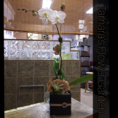 Zen Orchid 