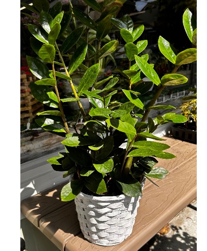 ZuZu plant Green Plant
