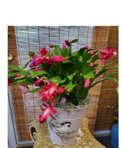 Zygo Cactus 