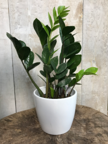 ZZ Zamioculas Zamiifolia  plant 