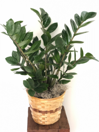 ZZ Plant 
