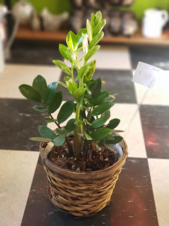 6" ZZ Plant 