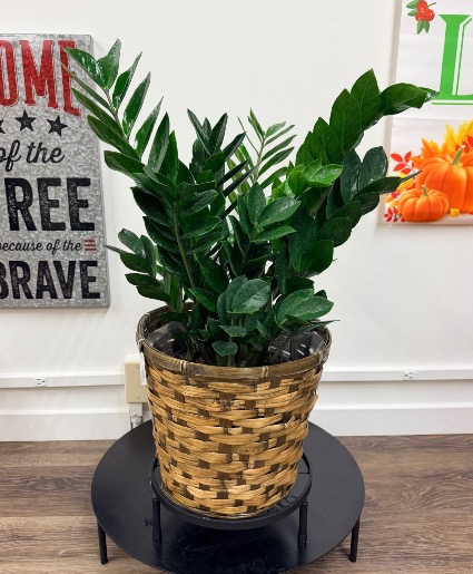 ZZ Plant 