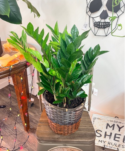 ZZ Plant 8” 