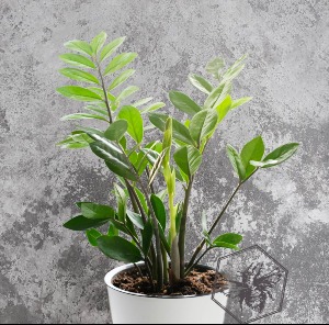 ZZ Plant B Nest Plants