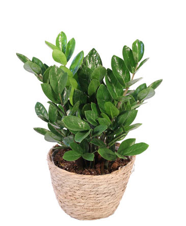 ZZ Plant House Plant in Albany, NY | Ambiance Florals & Events