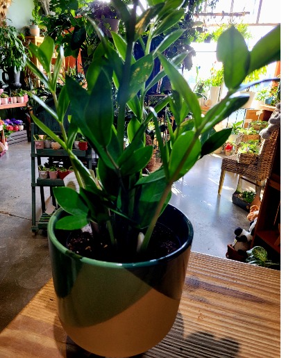 ZZ Plant In Ceramic Pot 