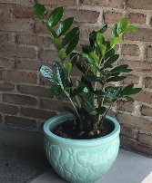 ZZ Plant In Ceramic Pottery 