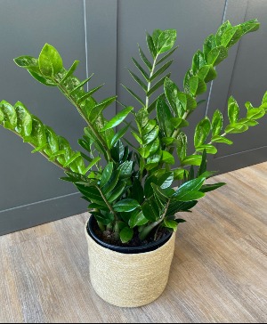 ZZ Plant  Plant