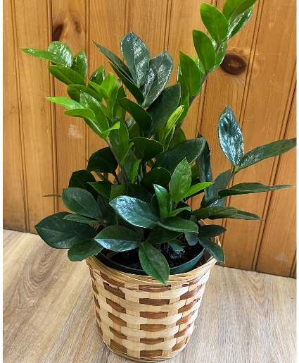 ZZ Plant Plant
