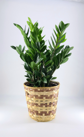 indoor plant pot stand VECELO 5-Pack Metal Plant Stands for Indoor Plants main image 1