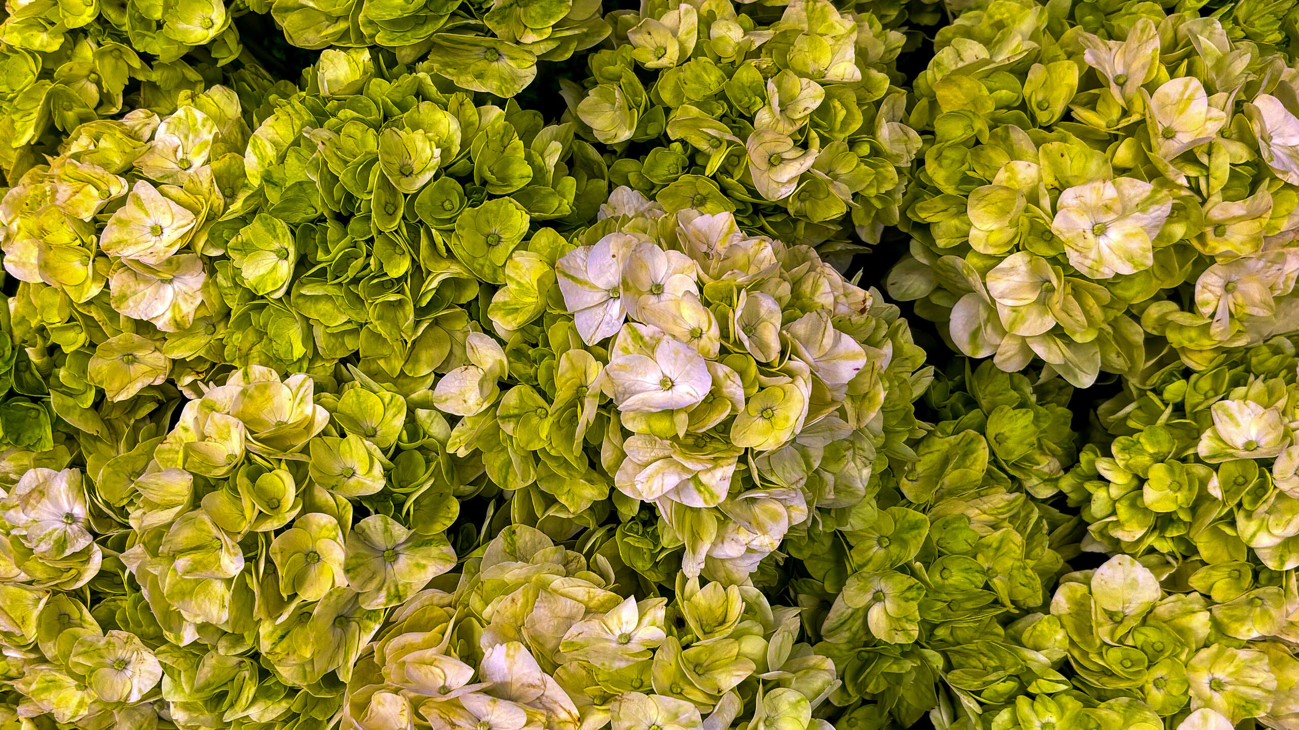 Pawling Flowers & Gifts