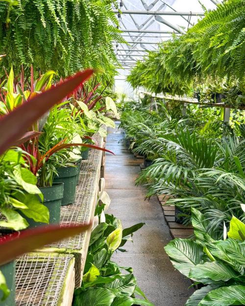 papyrus plant indoor Artificial Indoor Potted Papyrus Plant Tree Set Premium 2X 150cm Green –  Home My Garden