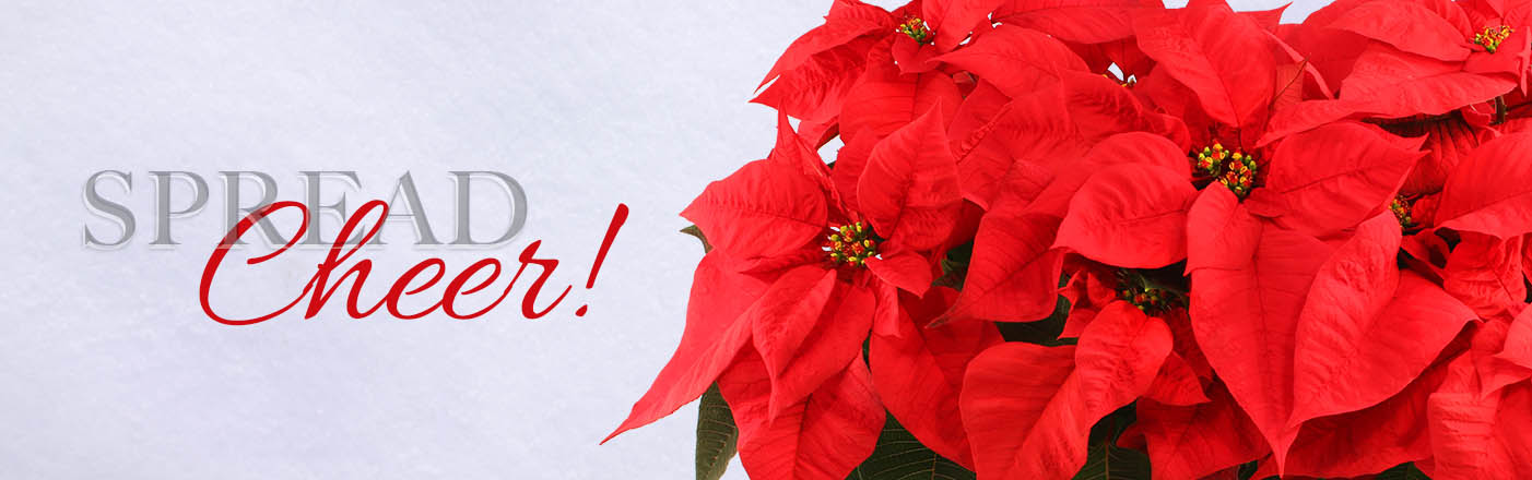 Shop Christmas Flowers Now!
