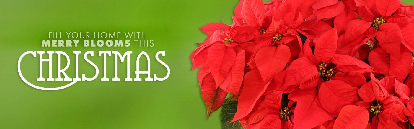 Shop Flowers Now